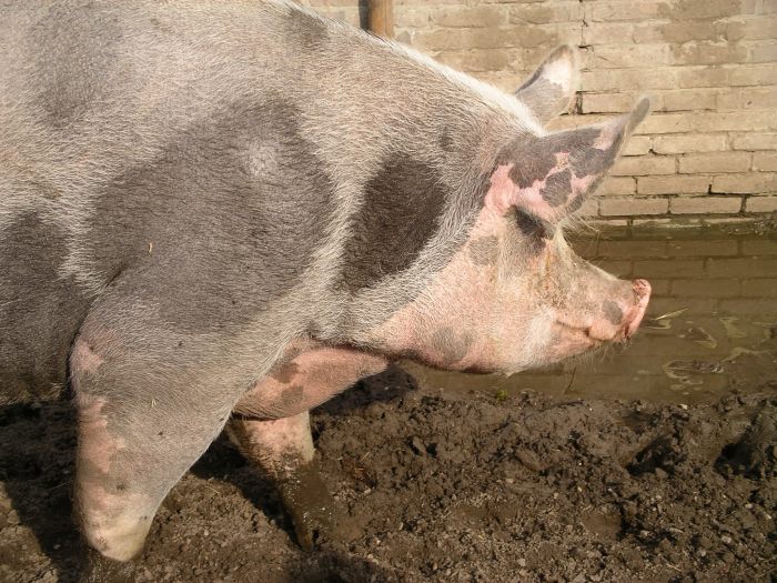 Junior in modder.JPG